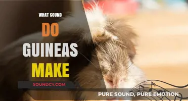 Discover the Unique Sounds Guinea Pigs Make: A Comprehensive Guide