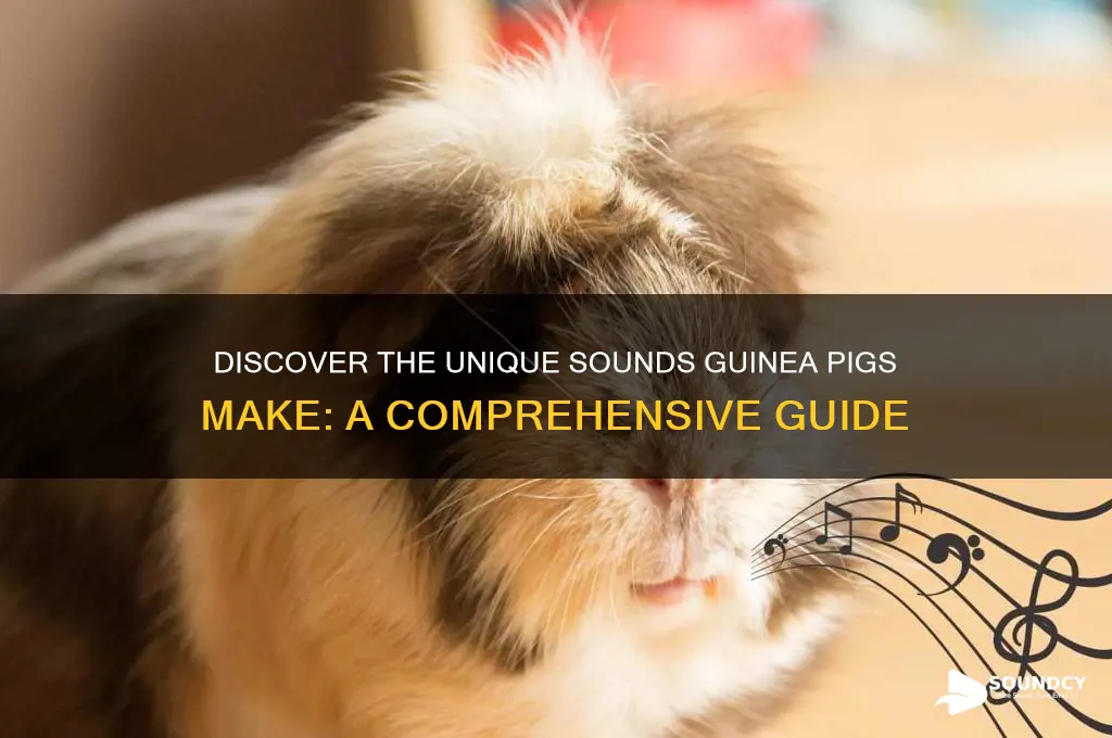 what sound do guineas make