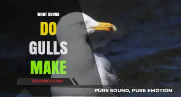 Unraveling the Unique Calls: What Sound Do Gulls Make?