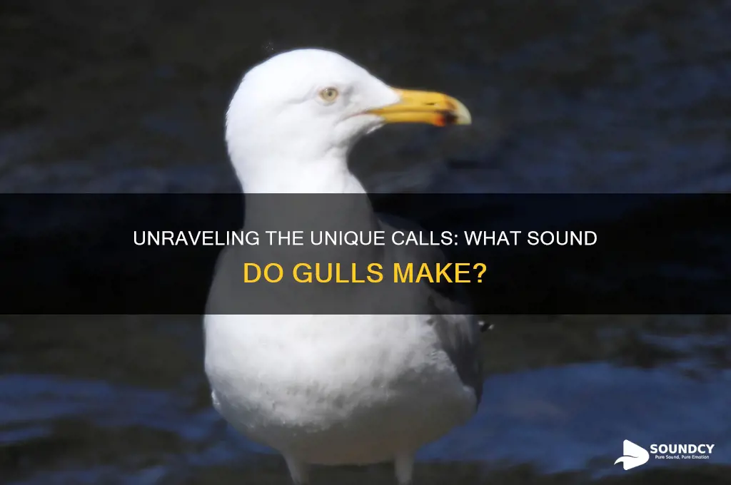 what sound do gulls make