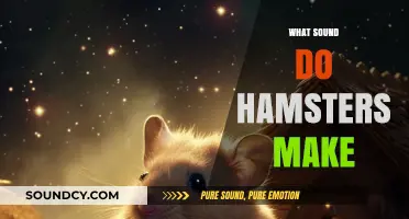 Discover the Cute and Quiet Noises Hamsters Make at Night