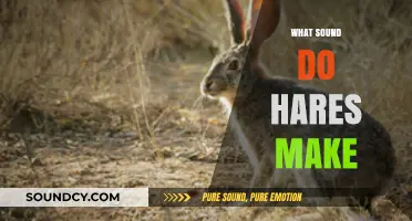 Unveiling the Mystery: What Sound Do Hares Make in the Wild?
