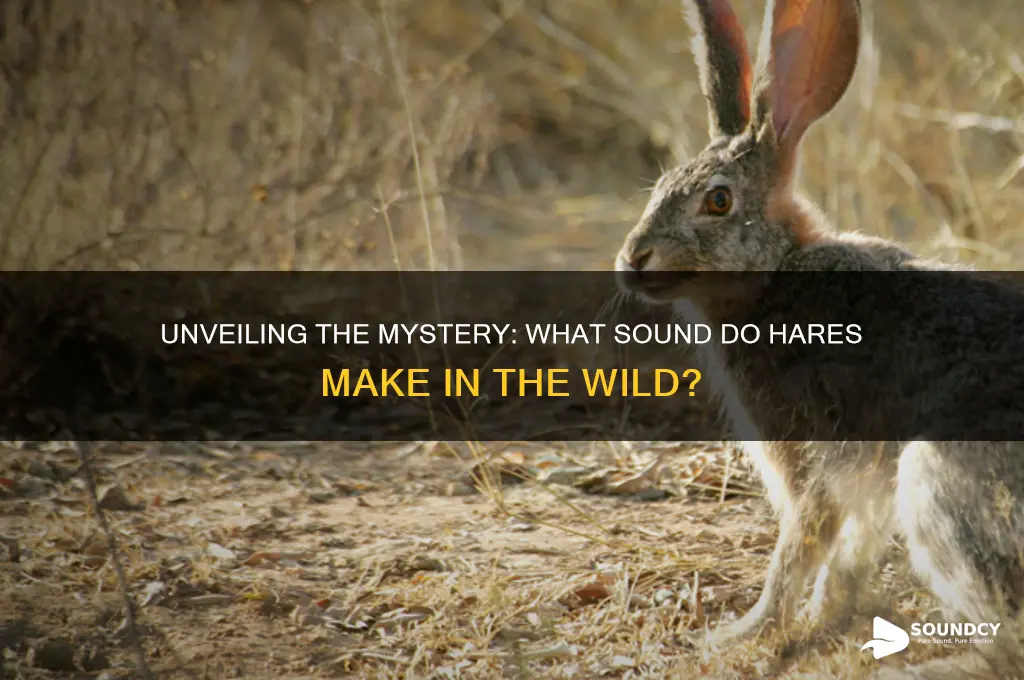 what sound do hares make