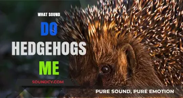 Unveiling the Unique Sounds: What Noise Do Hedgehogs Make?