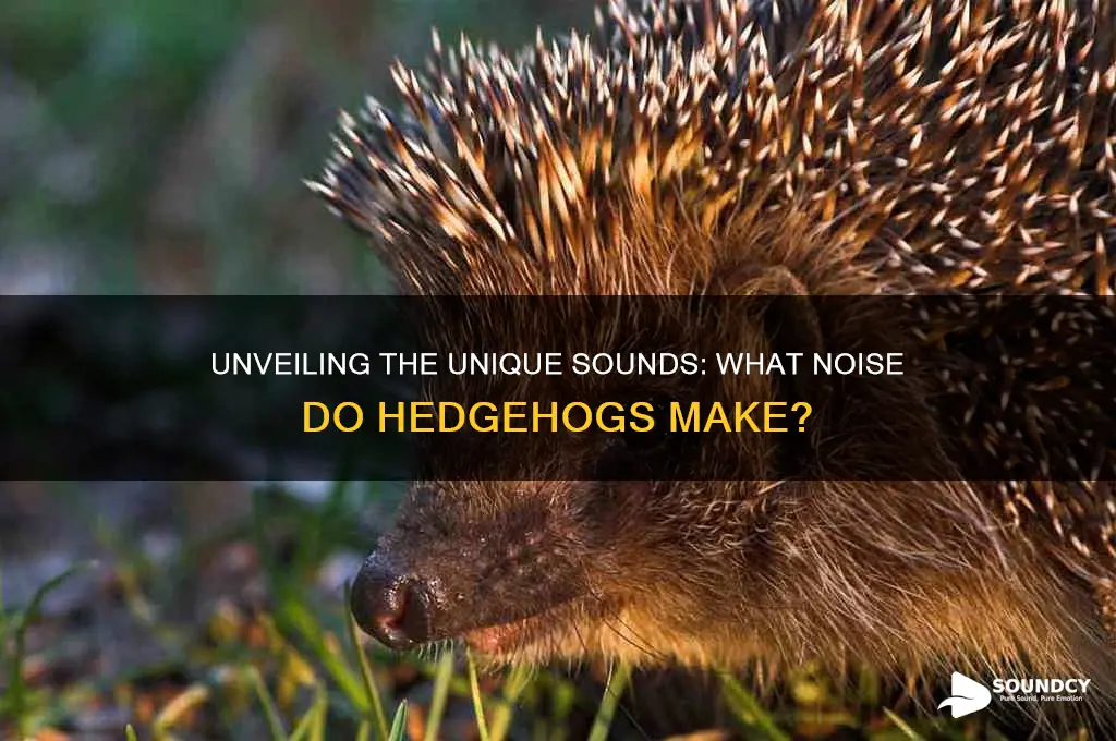 what sound do hedgehogs me