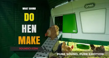 Clucks and Calls: Understanding the Sounds Hens Make in the Coop