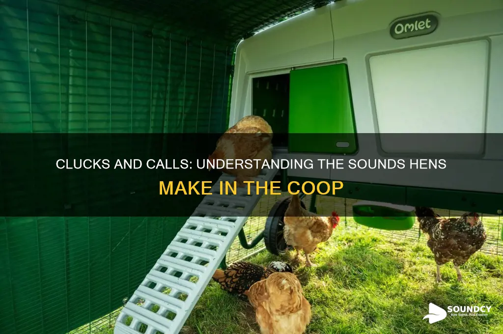 what sound do hen make