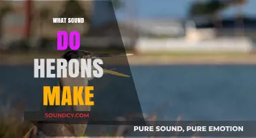 Unveiling the Unique Calls: What Sound Do Herons Make?
