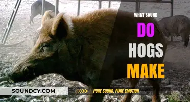 Unveiling the Unique Noises: What Sound Do Hogs Really Make?