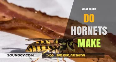 Unveiling the Buzz: What Sound Do Hornets Make and Why?
