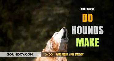 Unraveling the Distinctive Howls and Barks of Hound Breeds