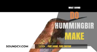 The Surprising Sounds of Hummingbirds: Chirps, Whirs, and More Explained