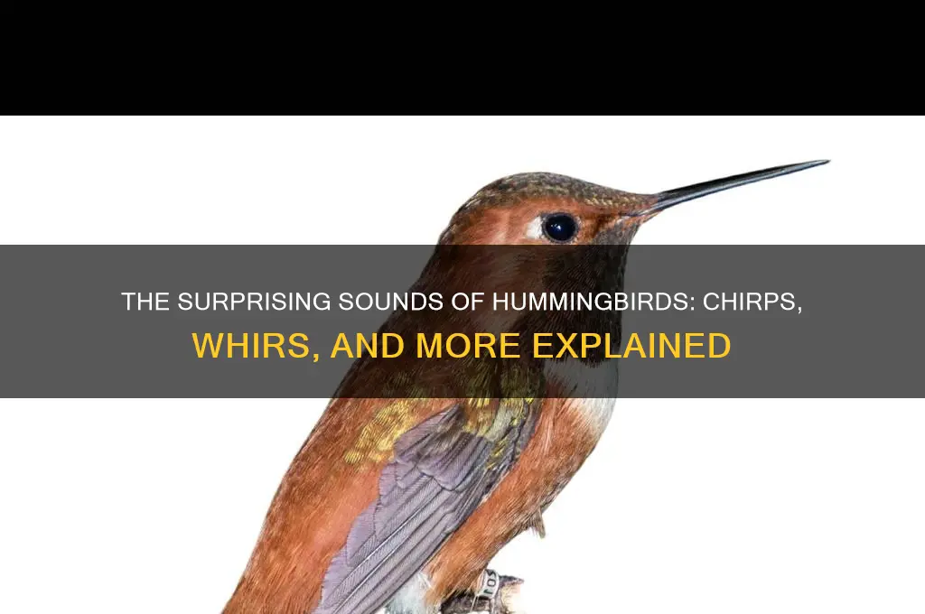 what sound do hummingbirds make