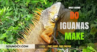Unveiling the Surprising Sounds of Iguanas: What Do They Communicate?
