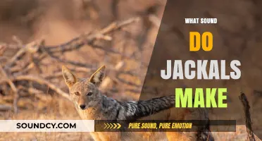 Unveiling the Eerie Howls: What Sound Do Jackals Make?