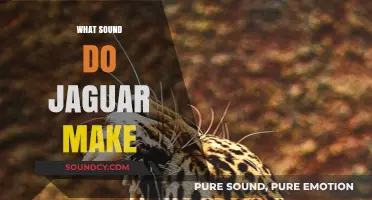 Unveiling the Mysterious Roars and Growls of Jaguars in the Wild