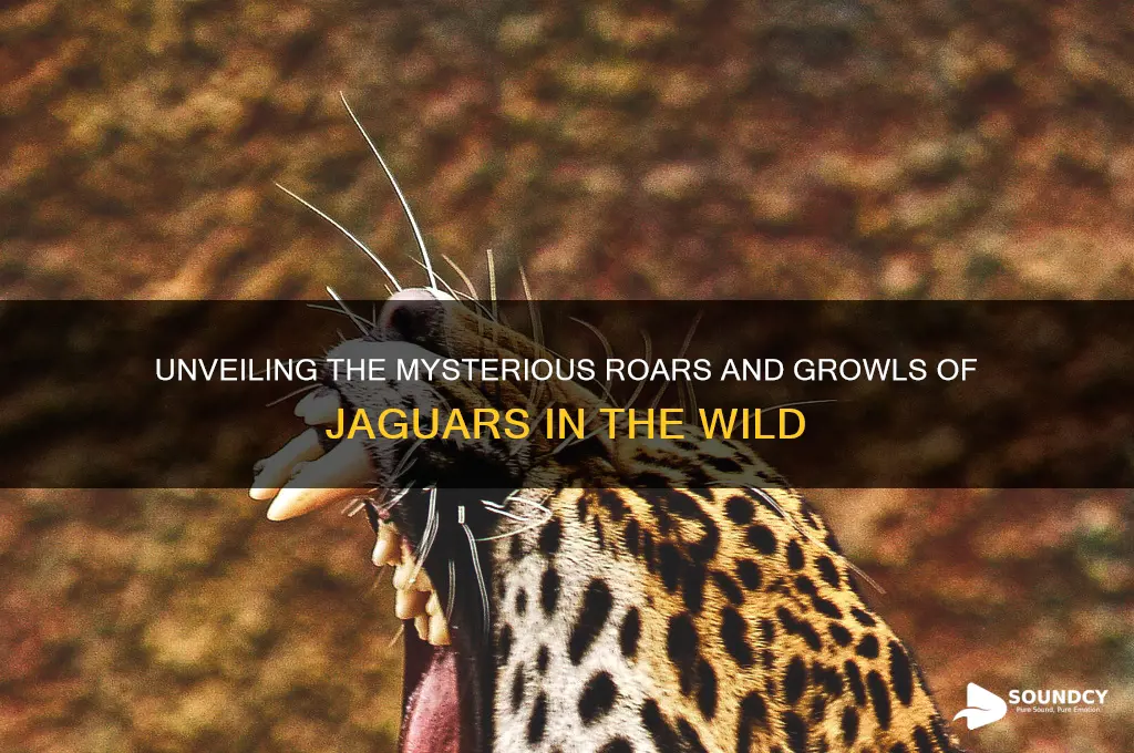 what sound do jaguar make