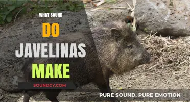 Unveiling the Unique Sounds of Javelinas: What Noises Do They Make?
