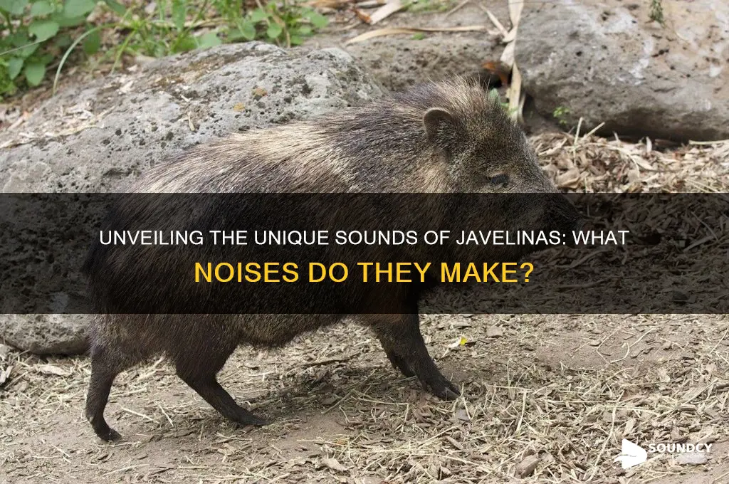 what sound do javelinas make