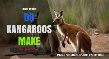 Unveiling the Unique Sounds of Kangaroos: What Do They Really Say?