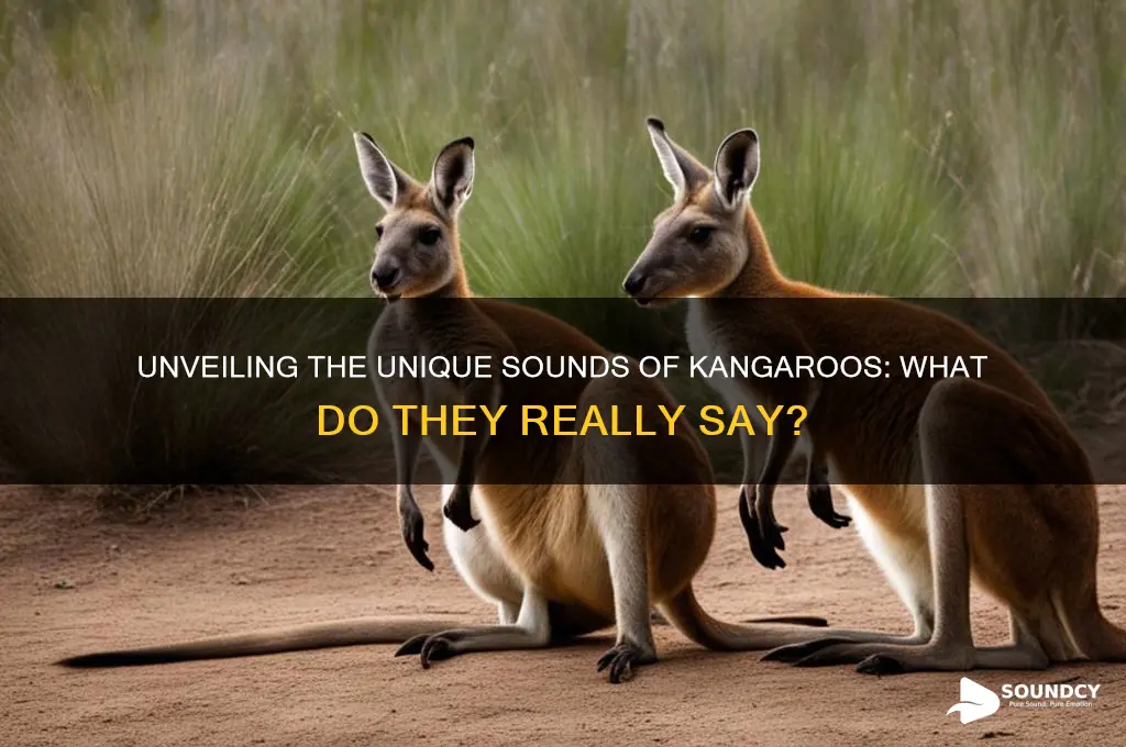 what sound do kangaroos make