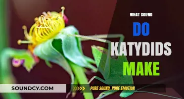Unveiling the Unique Nighttime Symphony: What Sound Do Katydids Make?