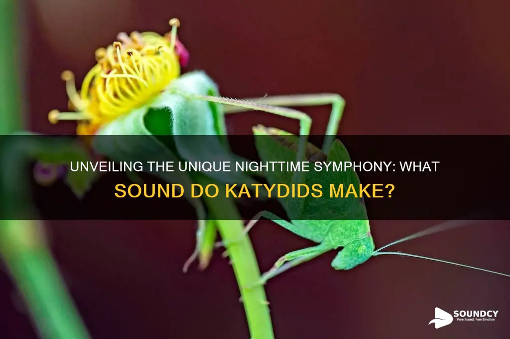 what sound do katydids make