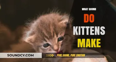 Understanding the Adorable Sounds Kittens Make: A Comprehensive Guide