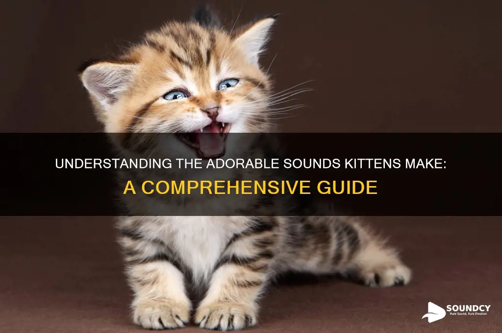 what sound do kittens make