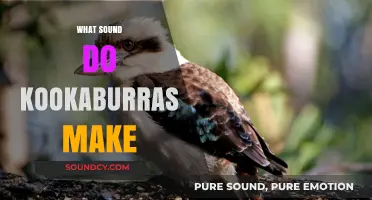 Unveiling the Unique and Hilarious Call of Kookaburras in Nature