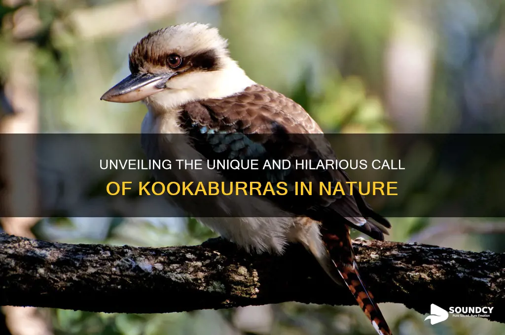 what sound do kookaburras make
