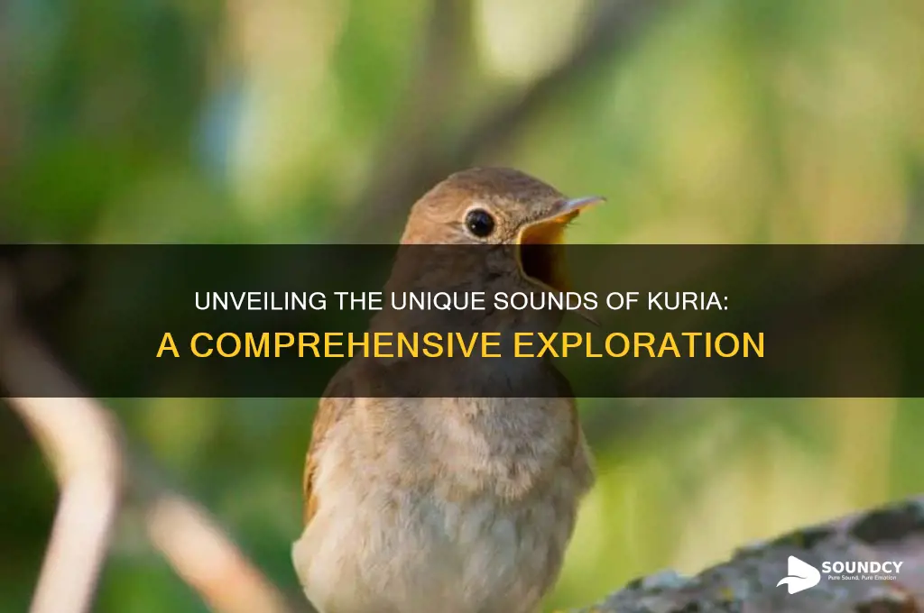 what sound do kuria make