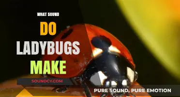 Unveiling the Mystery: Do Ladybugs Make Sounds and How?