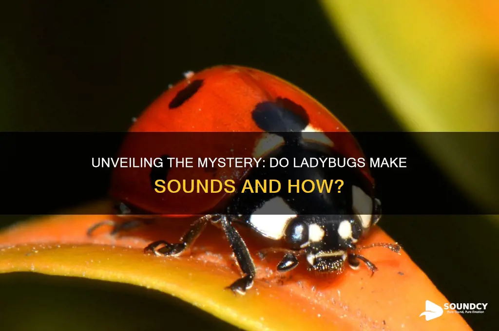 what sound do ladybugs make