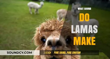 Unveiling the Unique Sounds: What Noises Do Llamas Actually Make?