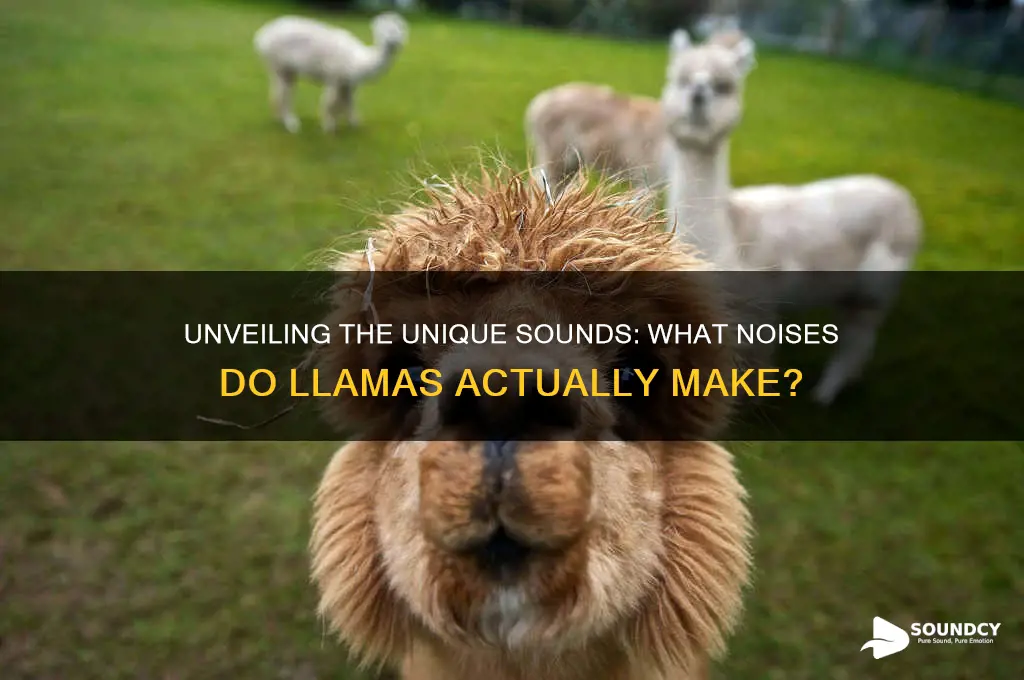 what sound do lamas make