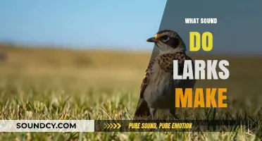The Enchanting Melodies: Unveiling the Unique Sounds of Larks
