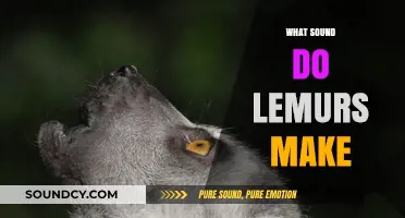 Unveiling the Unique Vocalizations: What Sounds Do Lemurs Make?