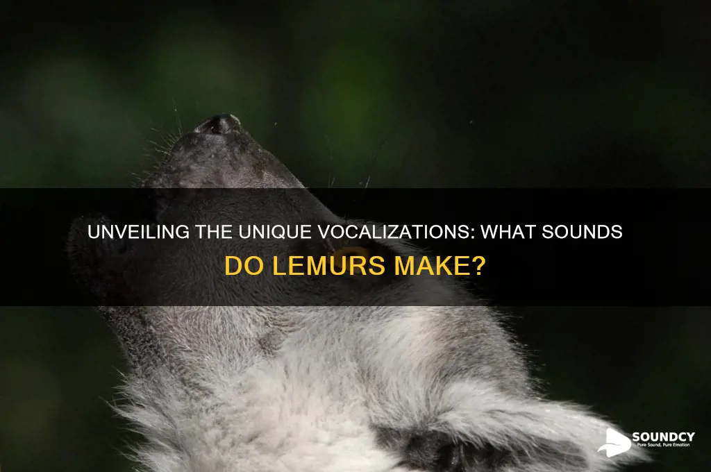 what sound do lemurs make