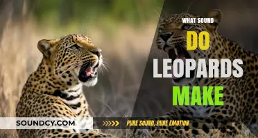 Unveiling the Mysterious Sounds: What Noise Do Leopards Actually Make?