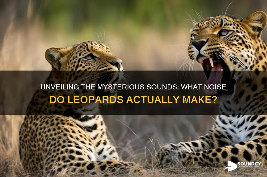 what sound do leopards make
