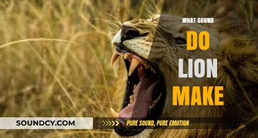Roaring Revelations: Understanding the Majestic Sounds Lions Make