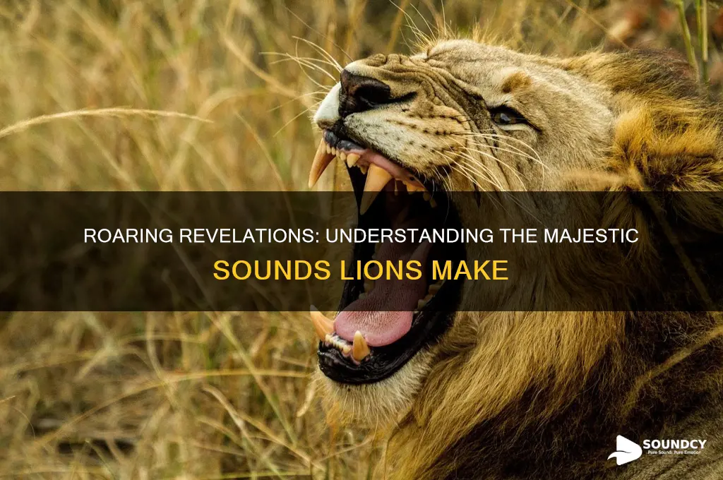 what sound do lion make