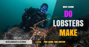 Unveiling the Mystery: What Sounds Do Lobsters Actually Make?