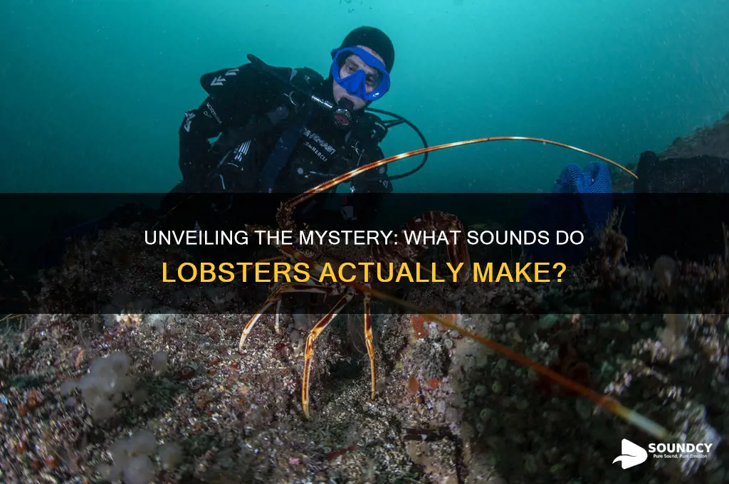 what sound do lobsters make