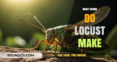 Unveiling the Buzz: What Sound Do Locusts Make and Why?