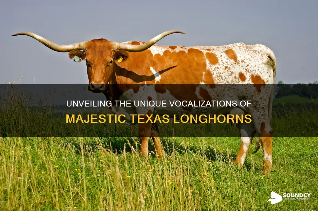what sound do longhorns make