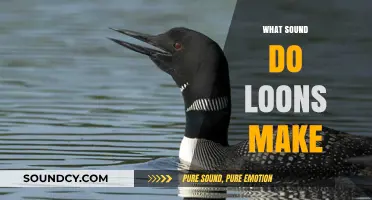 Unraveling the Mystical Calls: What Sound Do Loons Make?