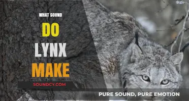 Unveiling the Mysterious Vocalizations: What Sound Do Lynx Make?