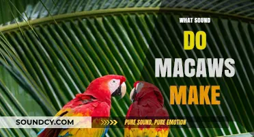 Exploring the Vibrant Vocalizations: What Sounds Do Macaws Make?
